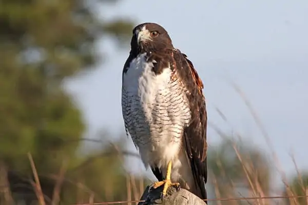 A white-tailed hawk perching