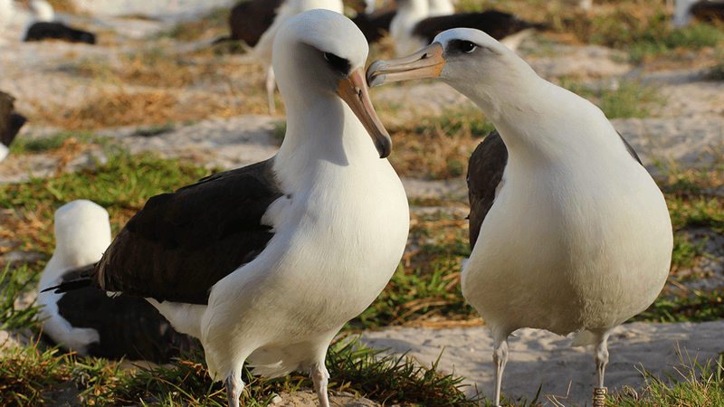Wisdom and her mate, both big black and white albatrosses with pink beaks. Her mates beak is touching the side of her head in a loving way. The ground is green and grassy with other albatross bodies visible in the background.