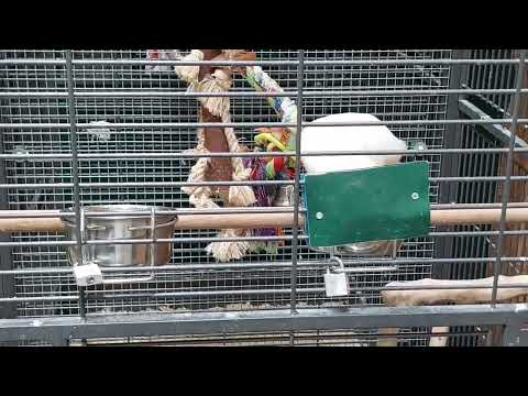 Captive Goffin's cockatoos found to dunk hard bread to improve its texture  Did you think only humans dunk biscuits and other hard food in tea? Then  think again. A pair of veterinary