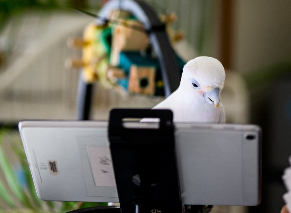 Nghiên cứu mới cho thấy vẹt rất thích gọi video call cho nhau, thậm chí có thể dạy nhau học và chơi - Ảnh 1.