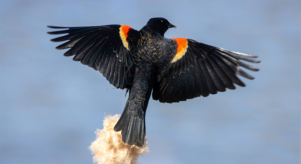Red-winged blackbirds dive bomb and shriek, but in protection of their waning population - Cambridge Day