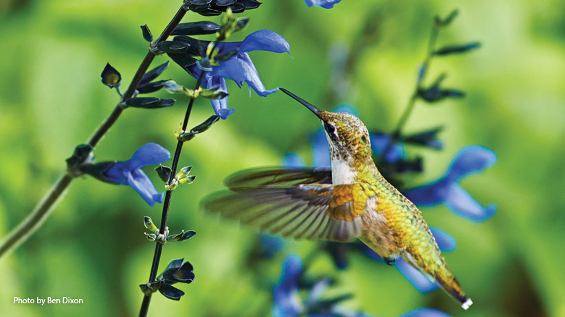 10 Plants That Will Attract Hummingbirds to Your Garden | Garden Gate