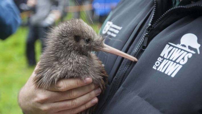North Island brown kiwi 'no longer threatened' as population swells to  20,000 | Stuff.co.nz
