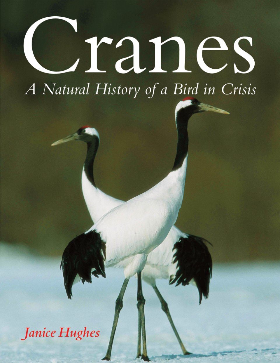 Cranes: A Natural History of a Bird in Crisis | NHBS Academic &  Professional Books