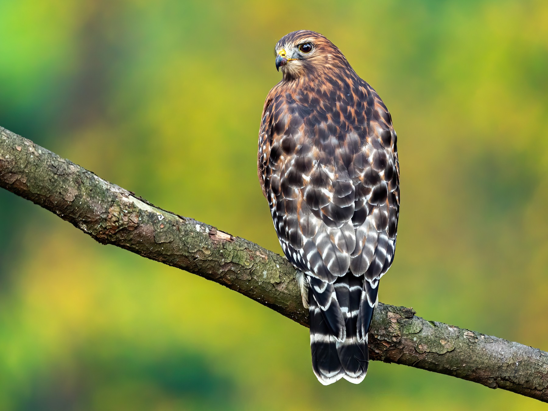 Red-shouldered Hawk - eBird