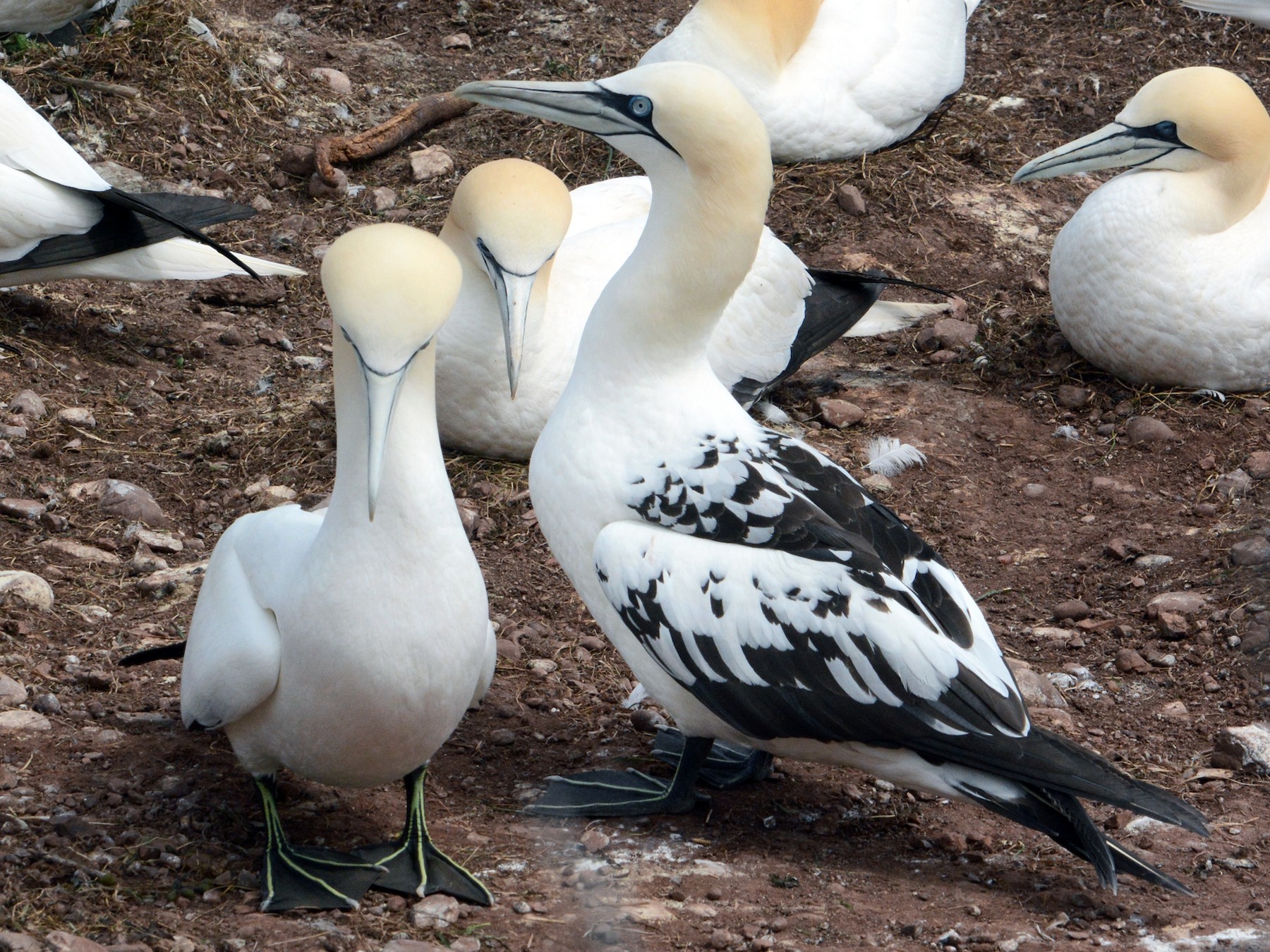 Northern Gannet - eBird