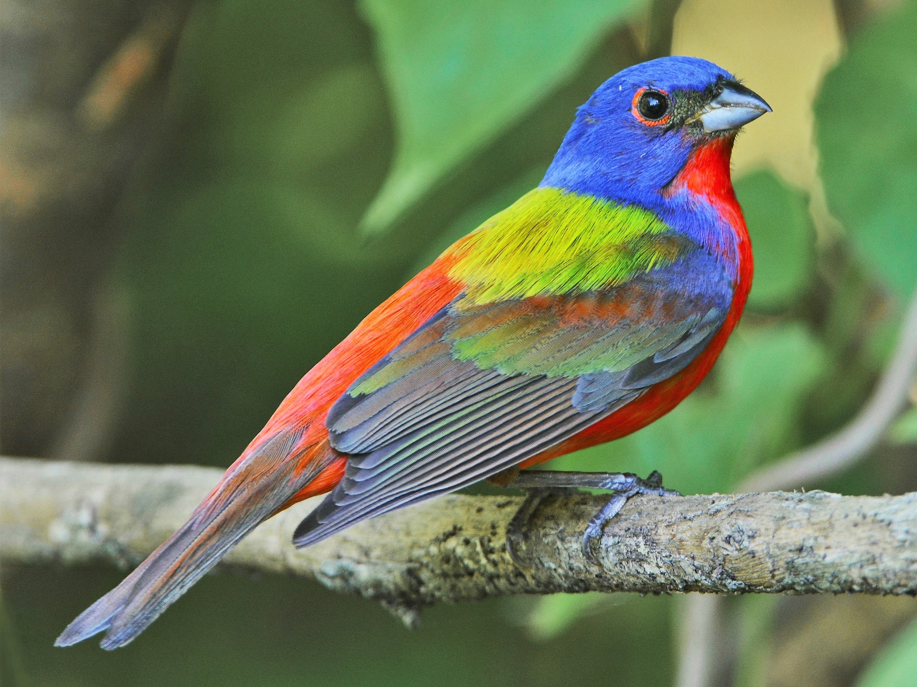 Painted Bunting - eBird