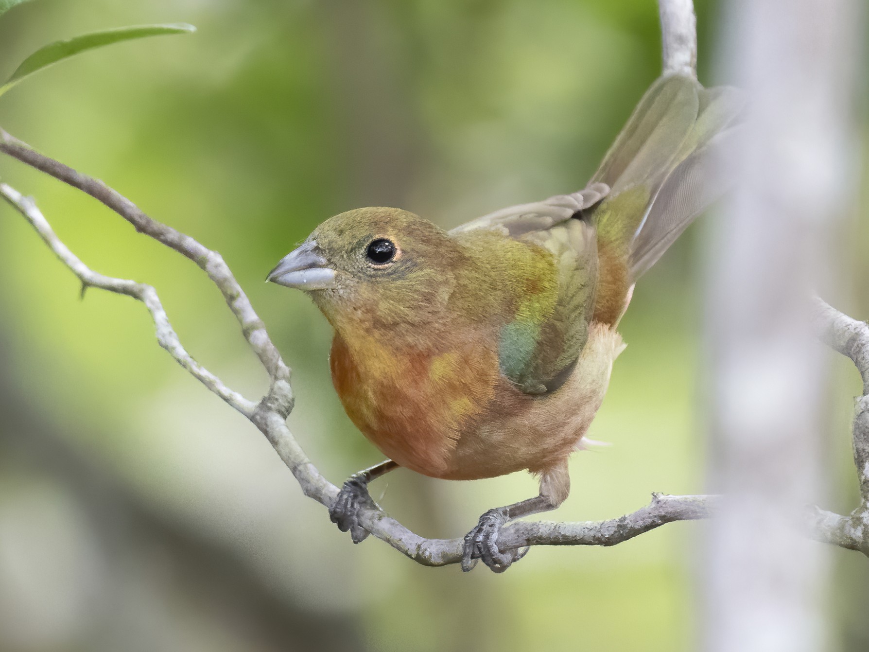 Painted Bunting - eBird