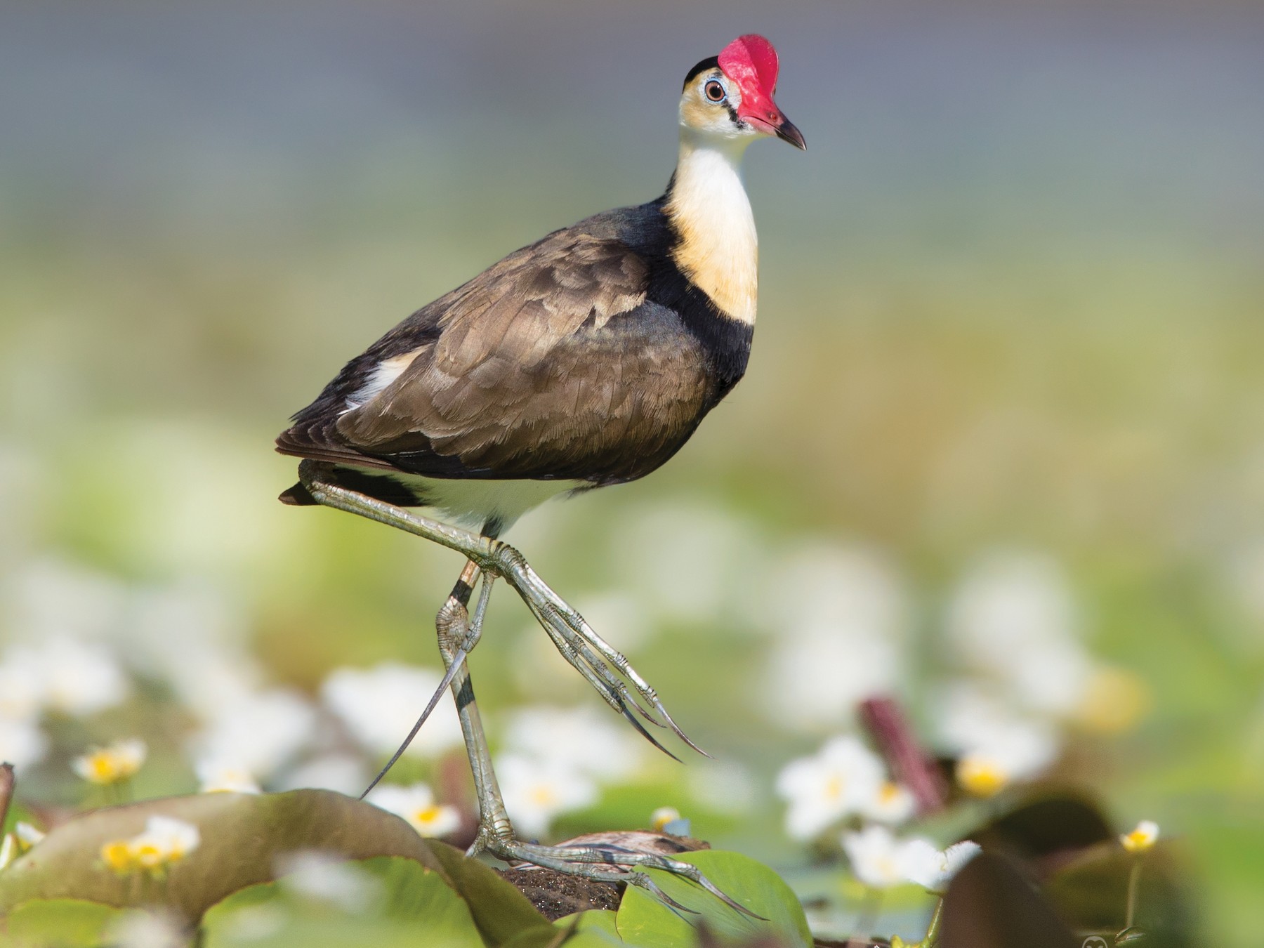 Comb-crested Jacana - eBird