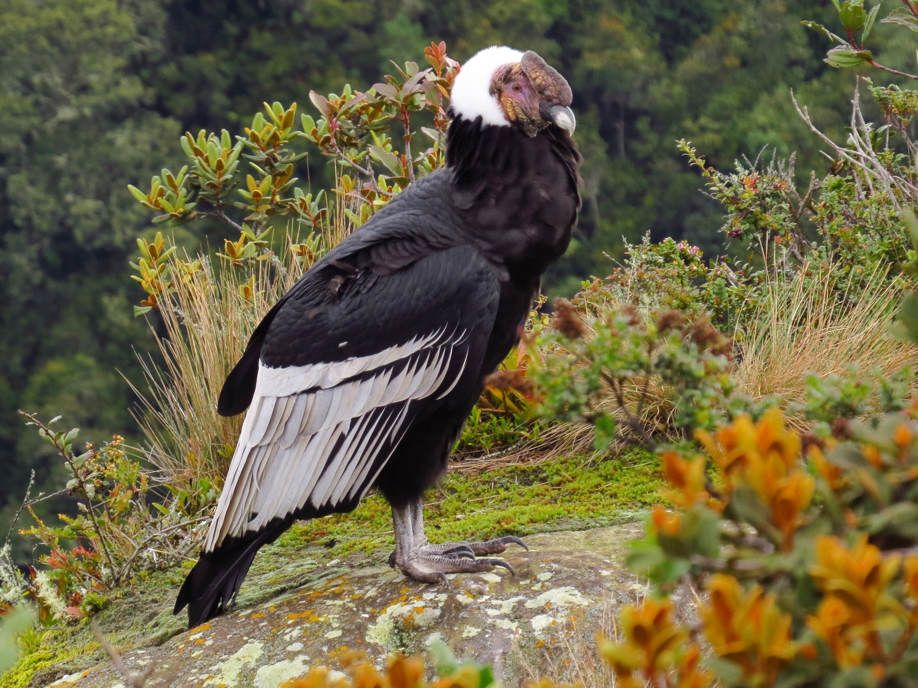 Andean Condor - eBird