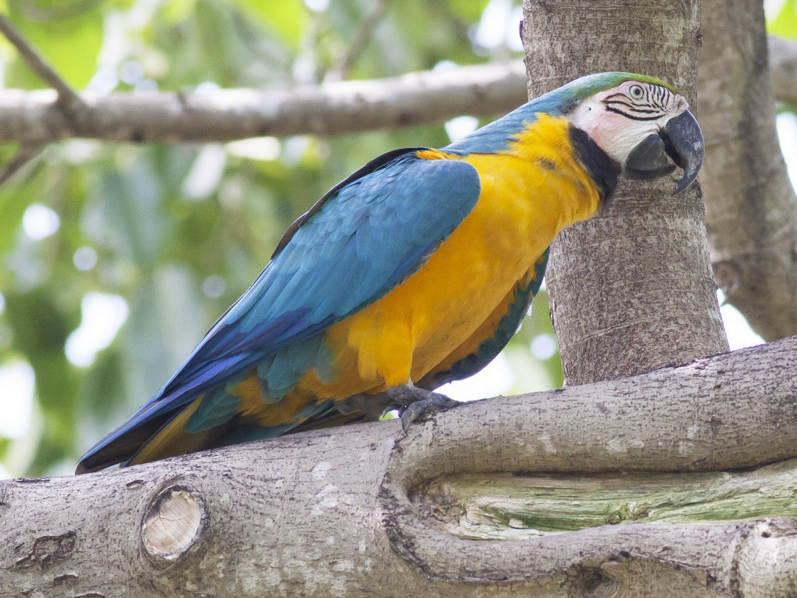 Blue-and-yellow Macaw - eBird