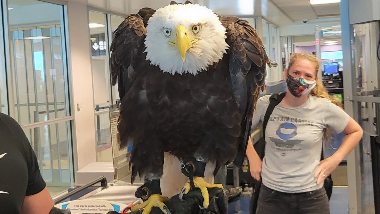 Bald eagle, Clark, travels through North Carolina airport, TSA says