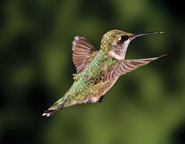 Ruby-Throated Hummingbird