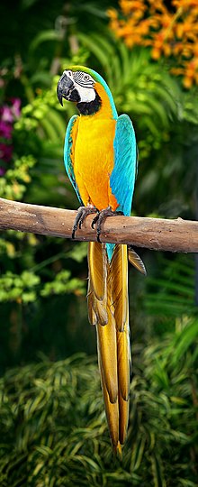 Blue-and-yellow macaw - Wikipedia