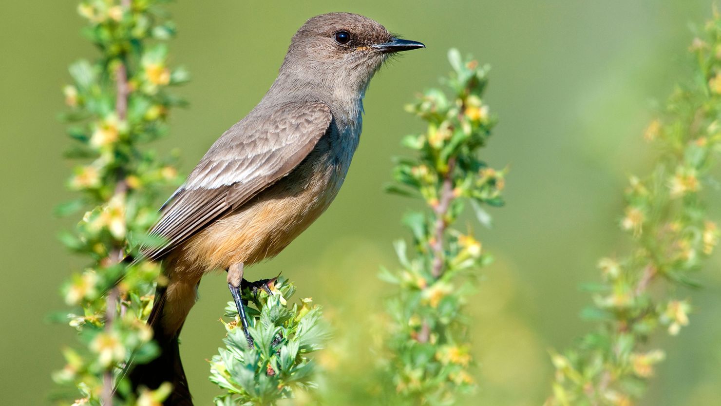 Birds will no longer be named after people | CNN