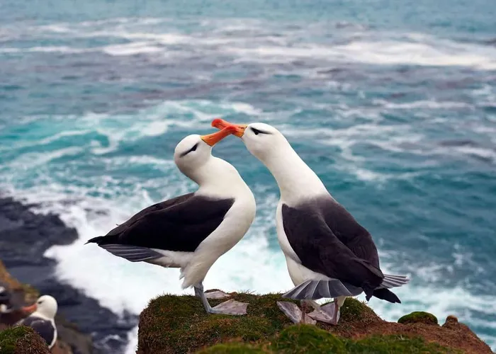 Hải âu Albatrosses là loài chim biển lớn được tìm thấy ở Nam Đại Dương và Bắc Thái Bình Dương. Chúng mất gần 10 năm để trưởng thành và bắt đầu một mối quan hệ. Việc lựa chọn bạn đời của loài này là một quá trình thú vị. Không lao vào mối quan hệ nào chớp nhoáng, hải âu Albatrosses sẽ gặp gỡ nhiều đối tượng cho đến khi chọn được người đặc biệt để cùng nhau đi đến cuối đời.