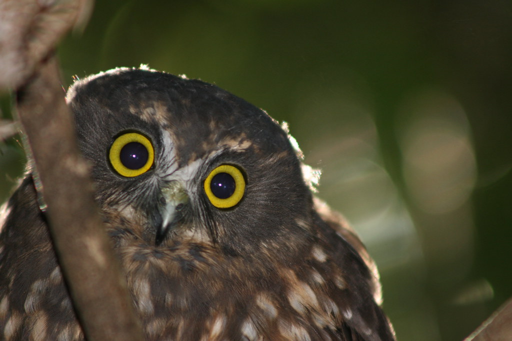 Peek-a-boo - Ruru (Morepork Owl) at Karori Sanctuary | Flickr