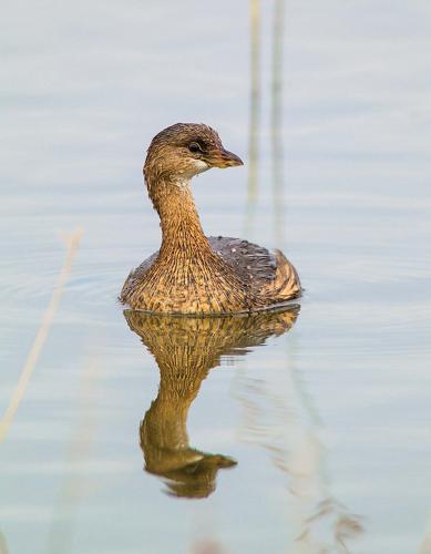 Pied-Billed Grebe