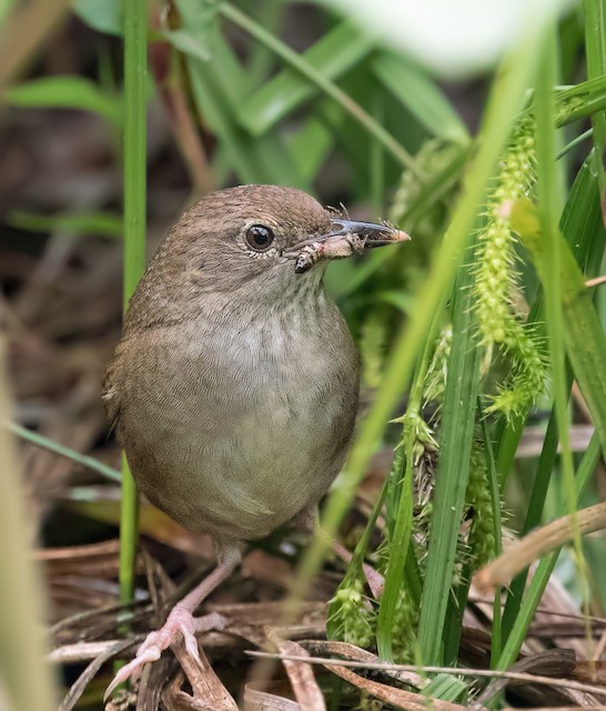 Sichuan Bush Warbler - eBird