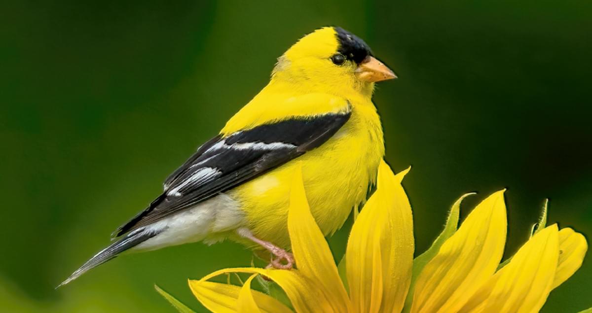 American Goldfinch Identification, All About Birds, Cornell Lab of  Ornithology