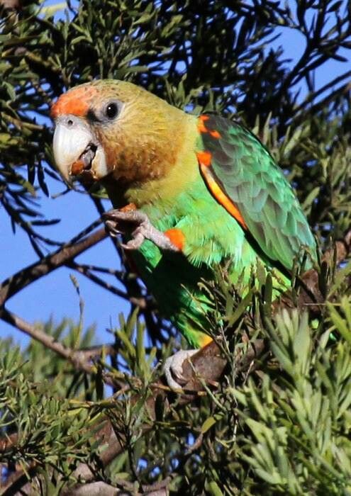 Cape parrot, South Africa | Parrot pet, Parrot, Pet birds