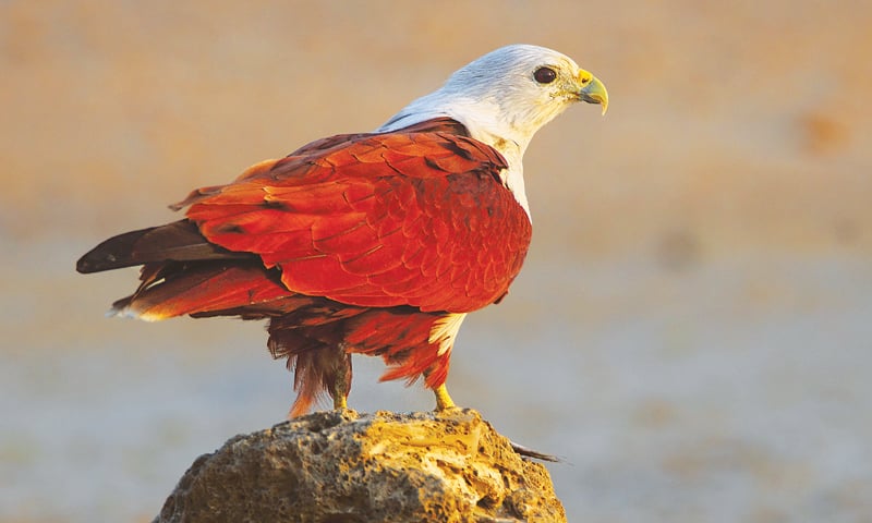 The brahminy kite, also known as the red-backed sea-eagle in Australia, at the Seaview.