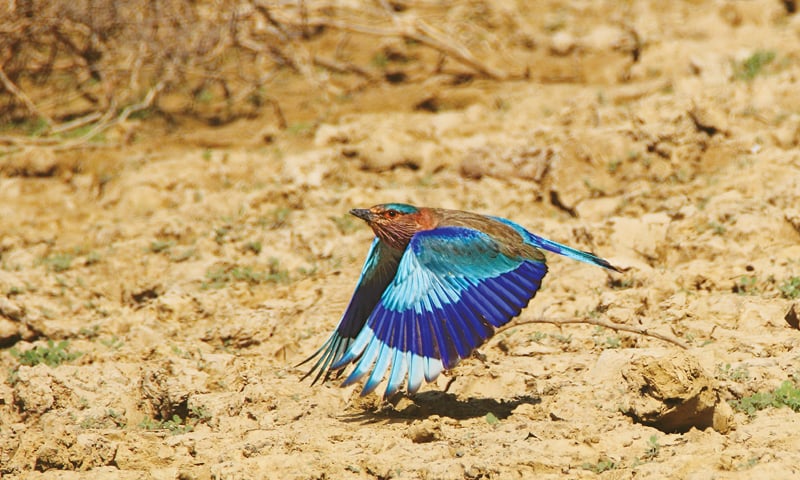 An Indian roller flies near the Toll Plaza on the Superhighway.—Mirza Naim Beg