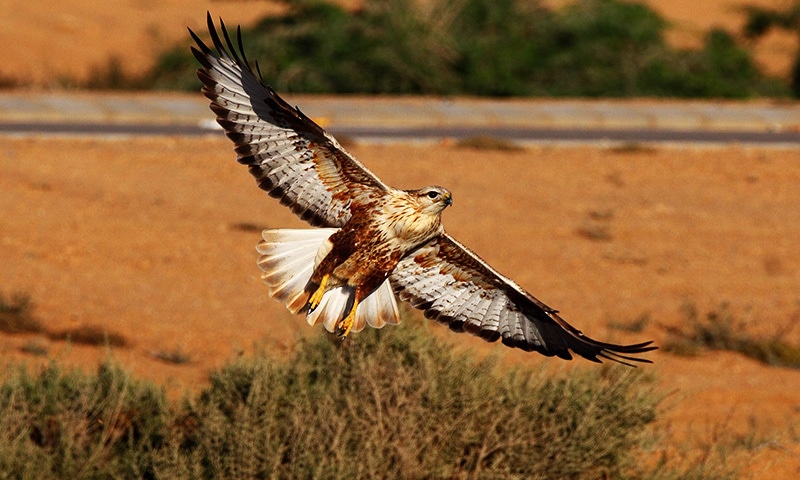 A long-legged buzzard flies in the Phase 8 of Defense Housing Authority.—Mirza Naim Beg