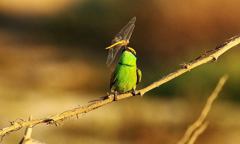 A green bee-eater at the Seaview.—Mirza Naim Beg