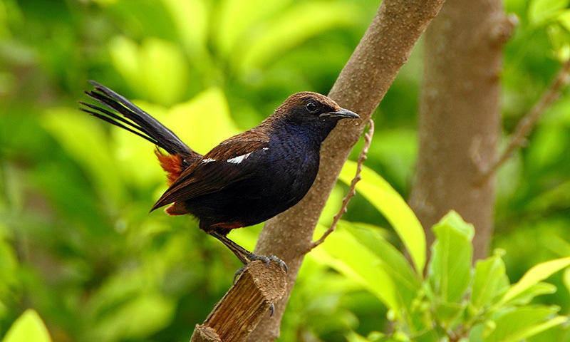 An Indian robin spotted in Kathore, part of Gadap town in Karachi.—Mirza Naim Beg