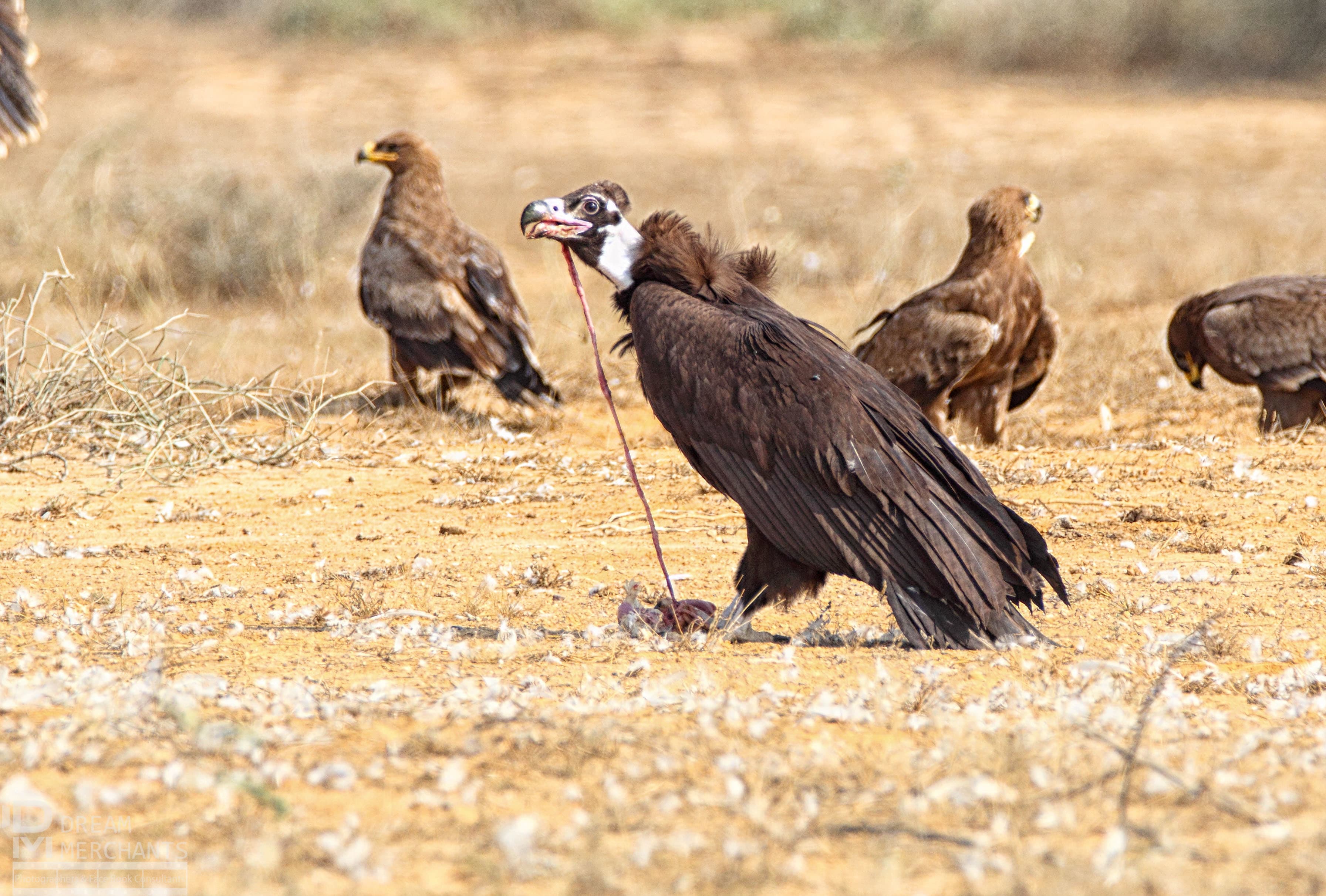 A cinereous vulture (in the front) and some steppe eagles spotted near the Super Highway.—author