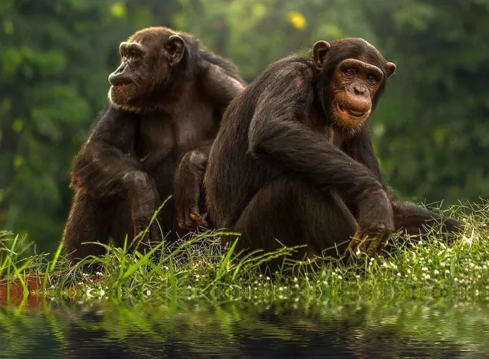 Được tìm thấy ở Trung Phi, loài tinh tinh Bonobo có điểm tương đồng gần nhất với con người. Chúng thể hiện tất cả những cảm xúc tự nhiên như giận dữ, hạnh phúc và lãng mạn. Những cặp đôi luôn sống hòa thuận với nhau.