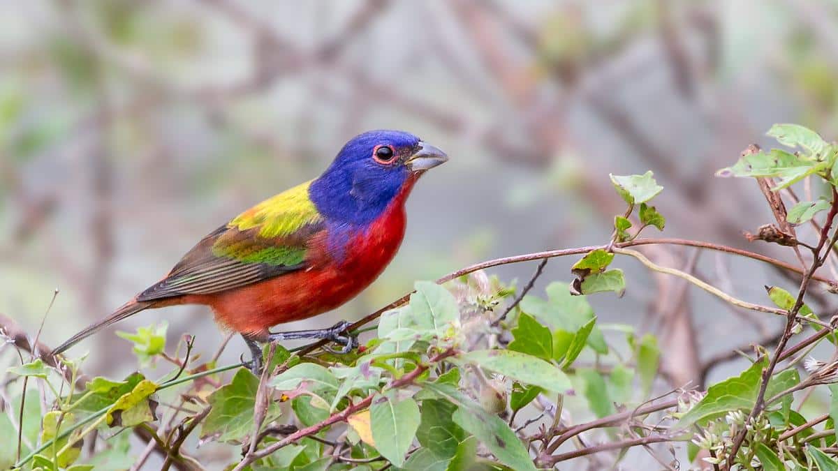 Rare Painted Bunting Draws Flocks of Birders to Maryland Park - EcoWatch