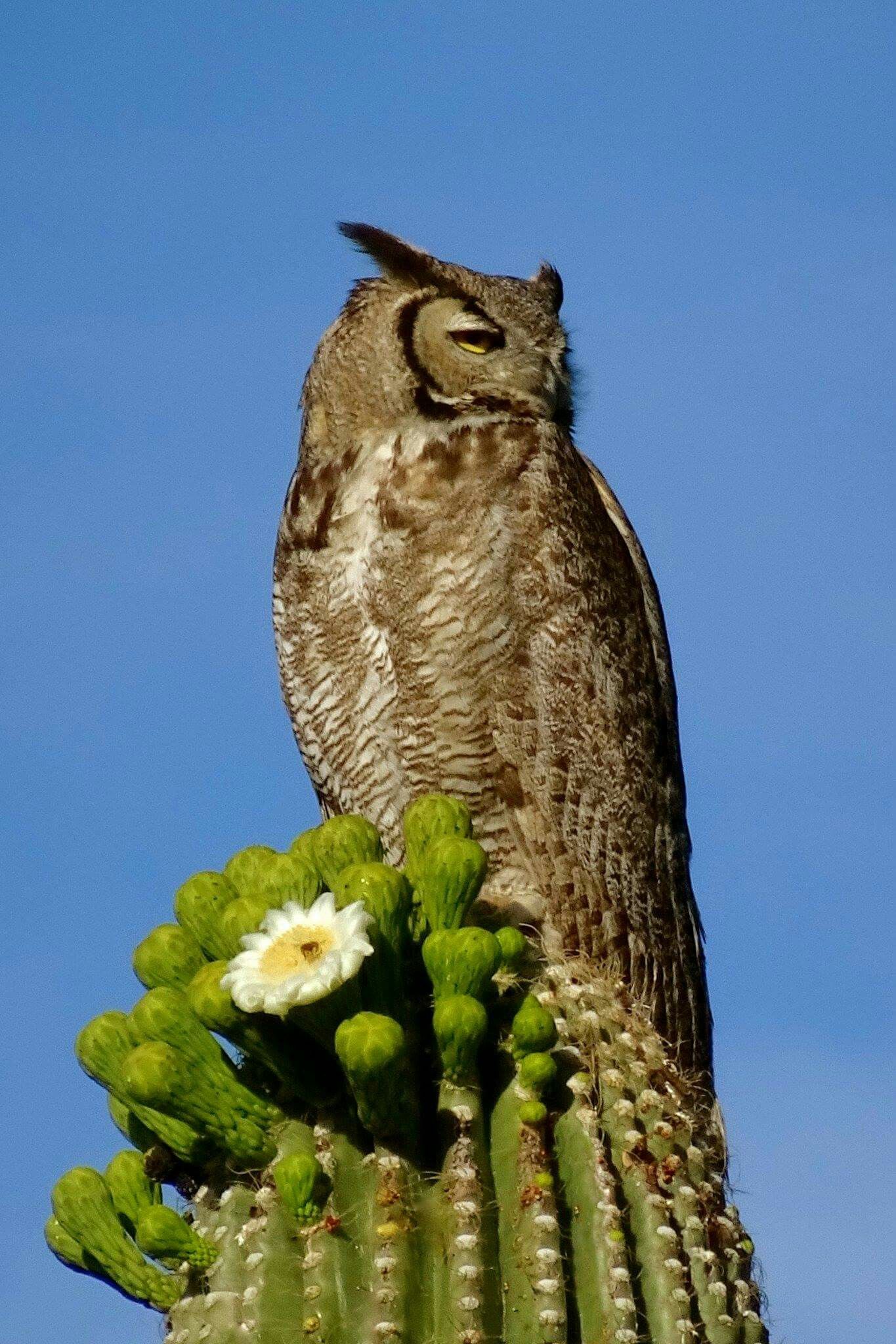 Great horned owl on a flowering saguaro cactus | Owl, Horned owl, Cactus  flower