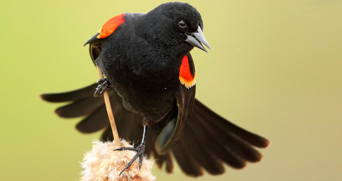 Red-winged Blackbird Overview, All About Birds, Cornell Lab of Ornithology