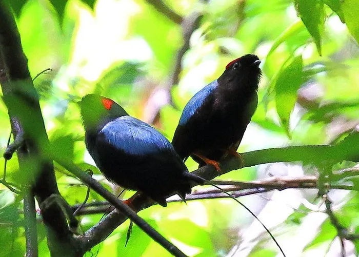 Thường xuất hiện ở các vùng nhiệt đới của Mỹ, tên gọi chim Manaki bắt nguồn từ tiếng Hà Lan “mannekijn” với ý nghĩa người đàn ông nhỏ bé. Những con chim này có kích thước từ 7-15 cm. Loài chim lãng mạn có tiếng hót hay và điệu nhảy độc đáo để tìm bạn đời