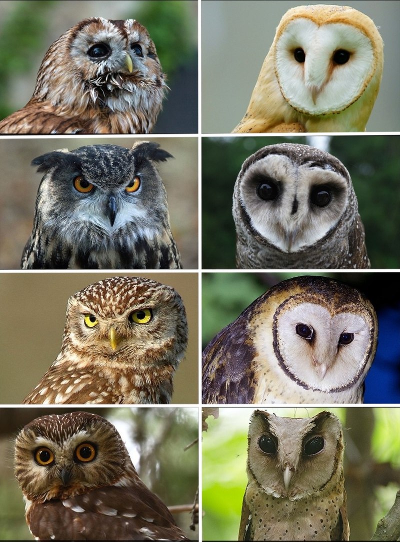 Owl - Wikipedia