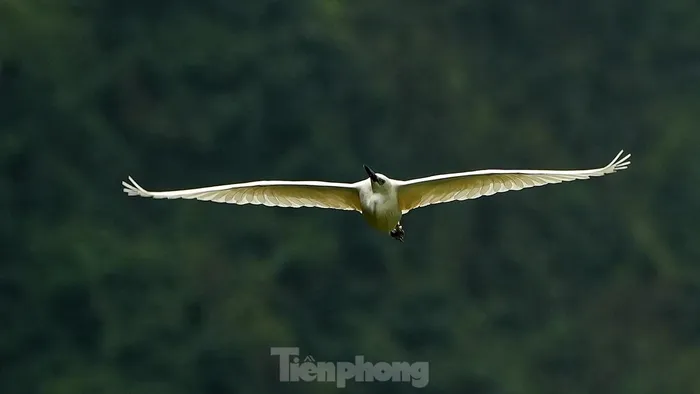  Một chú cò trưởng thành tung cánh trên khu vực thung lũng hoang sơ của vườn chim Thung Nham. 