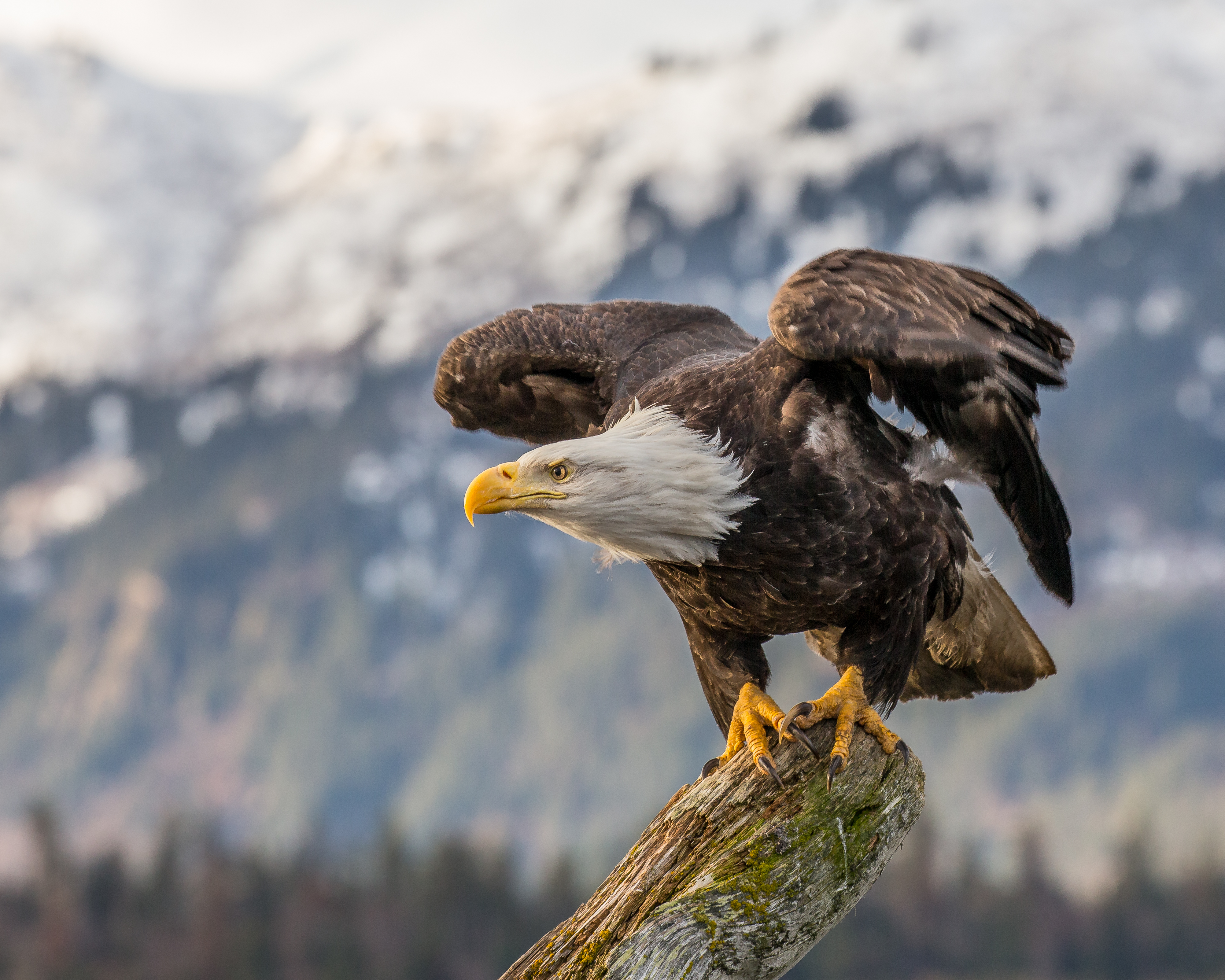 Bald eagle - Wikipedia