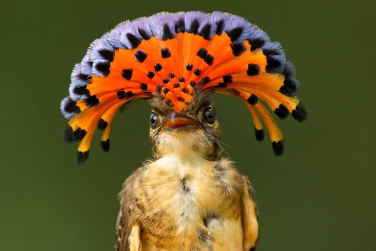 Amazonian Royal Flycatcher