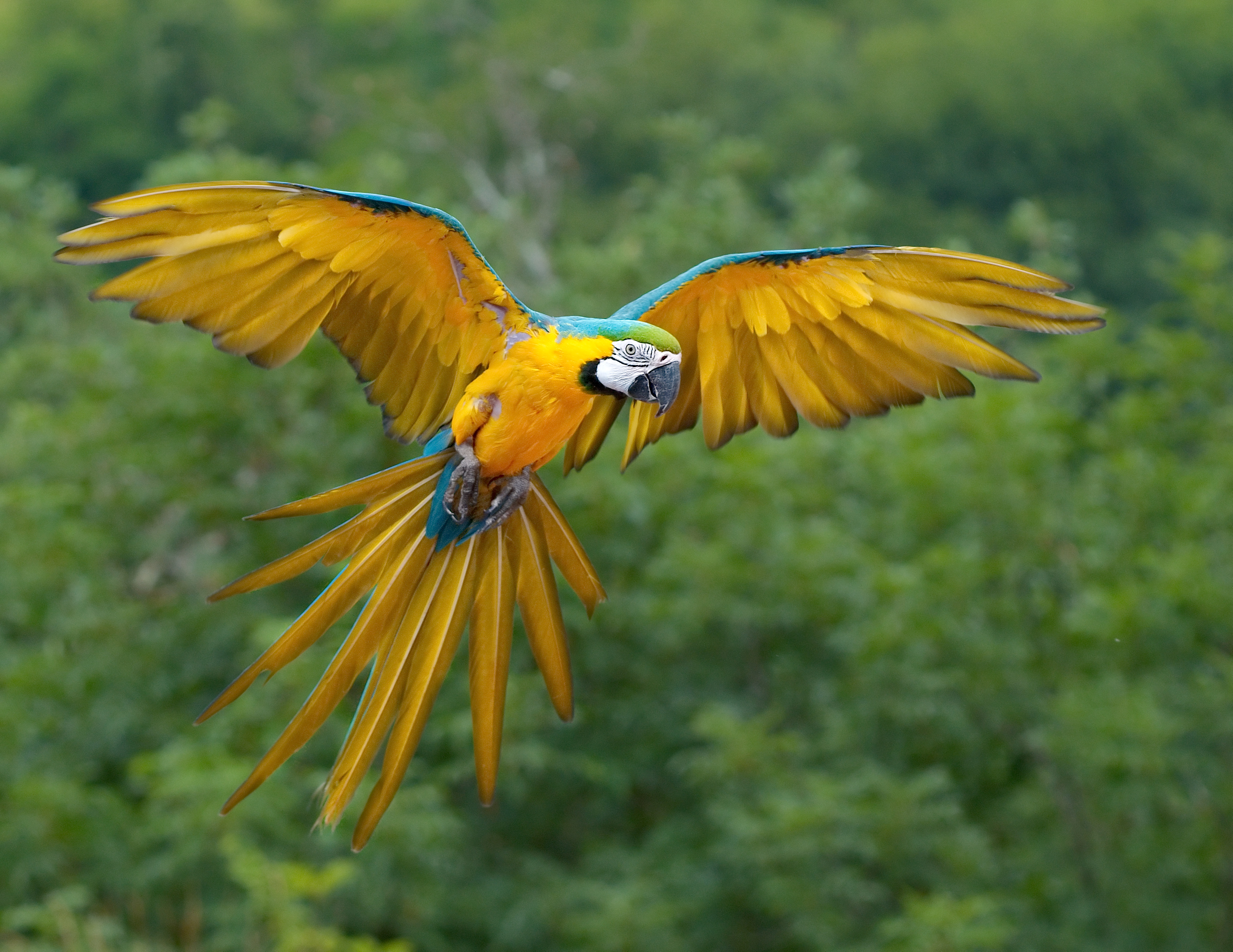 Blue-and-yellow macaw - Wikipedia