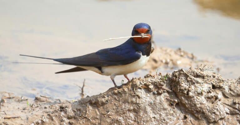 A Barn Swallow sits on a clump of clay and holds in its beak a straw found for the construction of a nest.