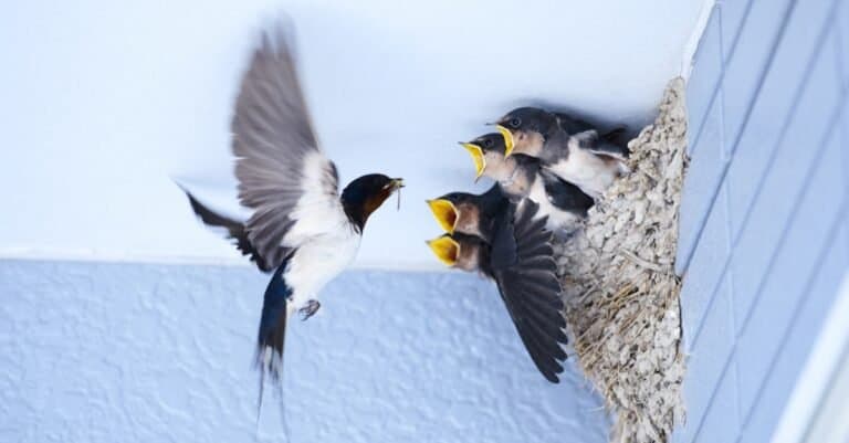 A Barn Swallow feeding baby birds in the nest.