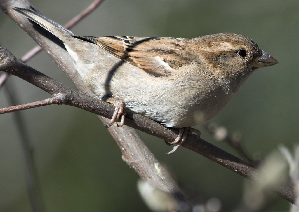 North American Birds have Disappeared in Droves - Science in the News