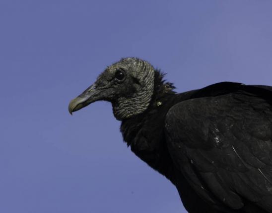 Close-up of black vulture head