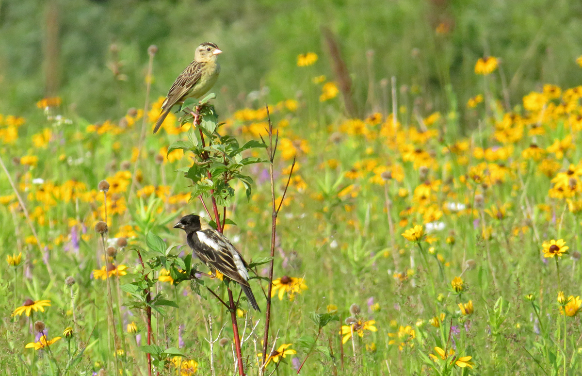 Bobolink nest success – BECO