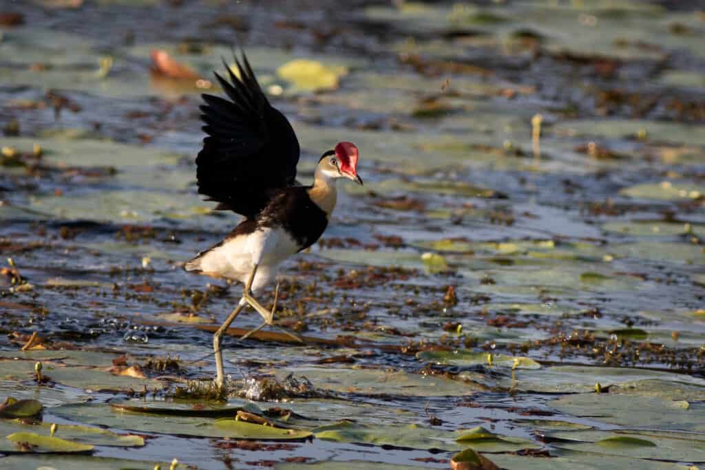 Comb-crested Jacana