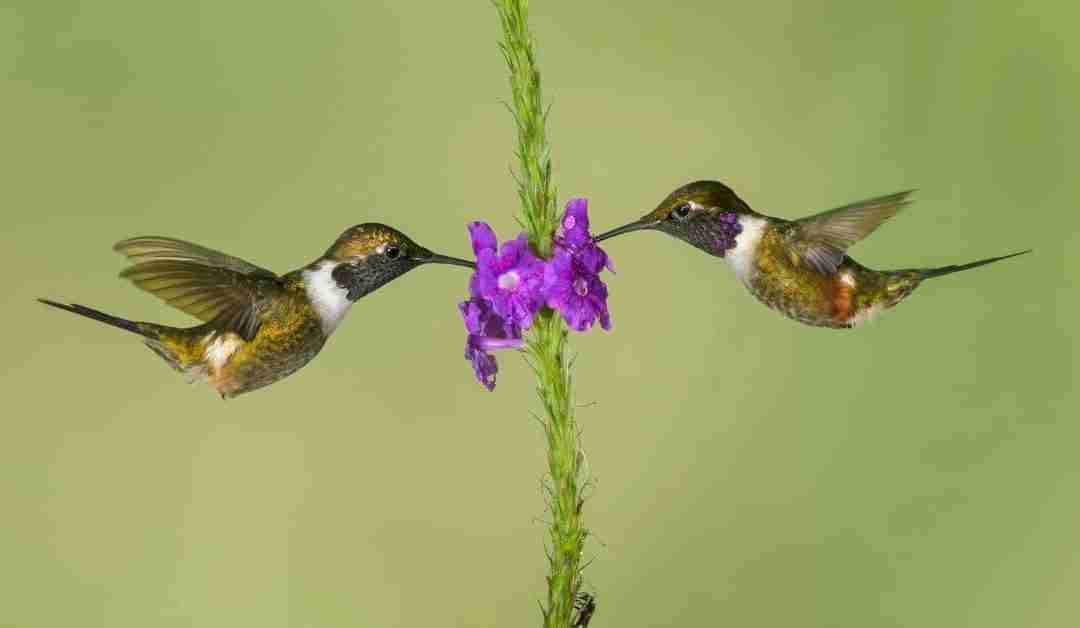 Attracting Hummingbirds to Your Louisiana Garden