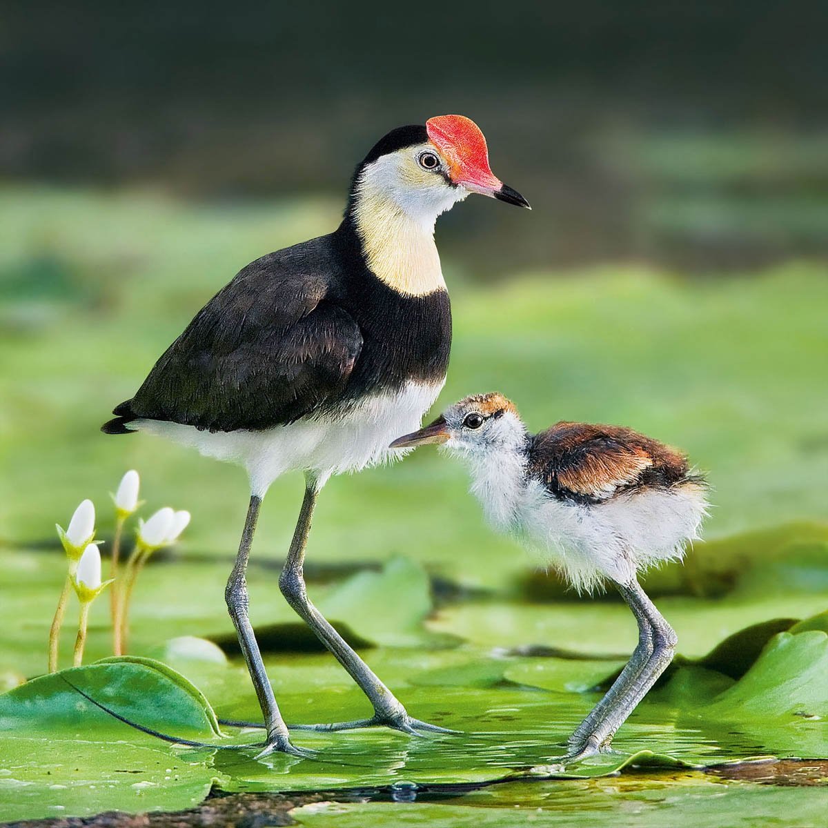 World birds on X: "Comb-crested jacana (Irediparra gallinacea) #painting #art https://t.co/AlK2GYSgFG" / X