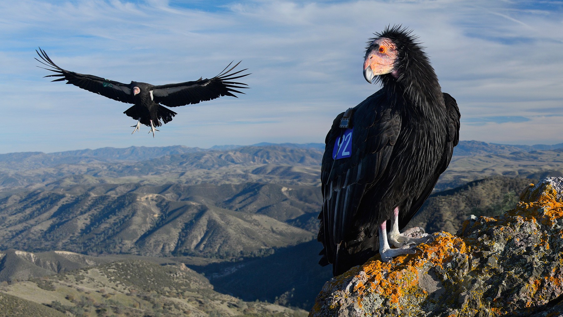 California condors in Contra Costa County – NBC Bay Area